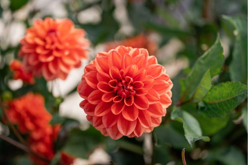 Dahlia 'Orange Nugget'